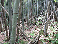 Photo Photo
