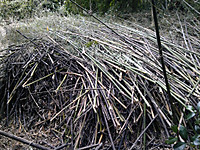 Photo_3
